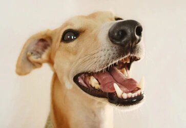 A small, yellow dog looking happily at the camera with its mouth open at FurHaven Pet Products