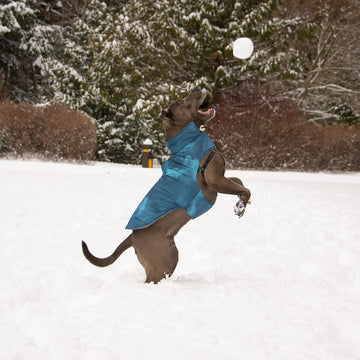 A dog wearing a FurHaven Reflective Jacket while attempting to catch a snowball in a snowy forest