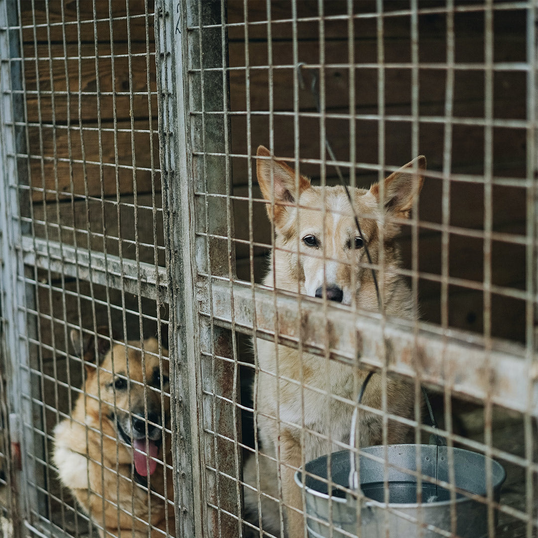 Two dogs, one blonde and one very light brown, sitting in a large cage with a bucket of water inside of it, from FurHaven Pet Products