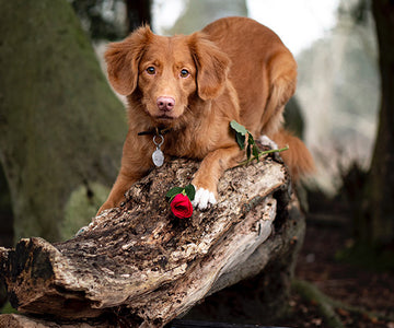 A brown dog lying on a wooden log in the forest, with a red rose underneath it's paw at FurHaven Pet Products