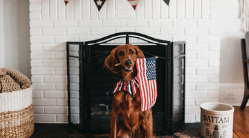 A dog wearing a red white and blue decorative collar holds an American Flag in it's mouth and looks at the camera at FurHaven Pet Products