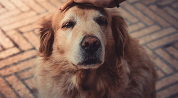 An older brown getting a head pat, looking contented at FurHaven Pet Products