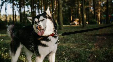 A large black and white and gray Husky, in a forest, on a walk, mid-sneeze at FurHaven Pet Products