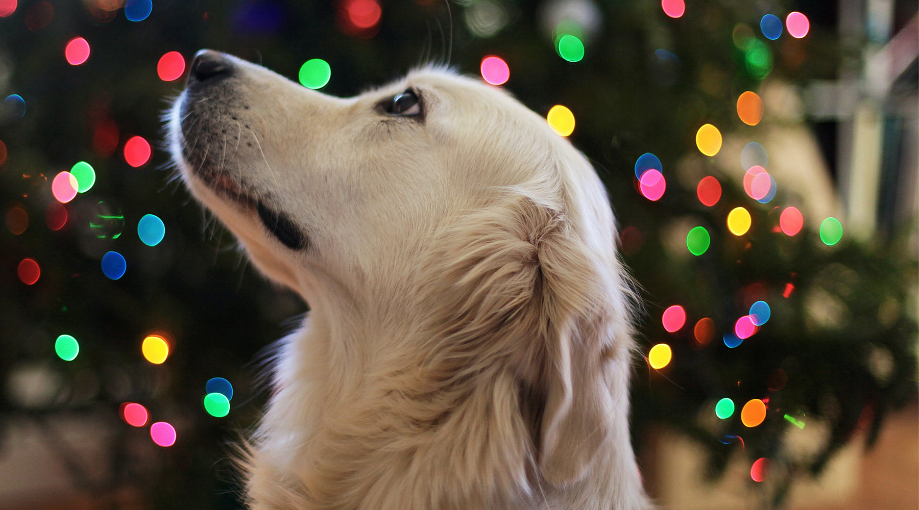 A white dog in front of a Christmas tree, at FurHaven Pet Products