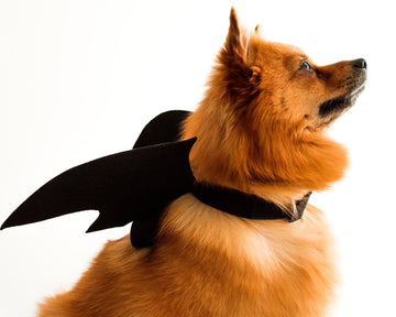 A yellow dog wearing a bat wings costume in front of a white background at FurHaven Pet Products