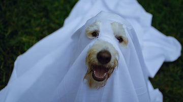 A yellow dog in a ghost costume, sitting on the grass at FurHaven Pet Products 