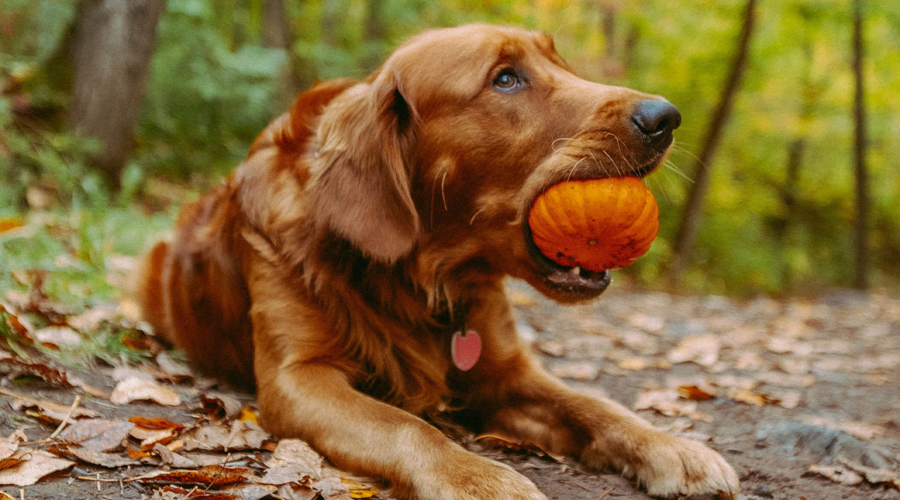 A brown, long furred dog lying on the ground in the forest, with a small pumpkin in it's mouth at FurHaven Pet Products