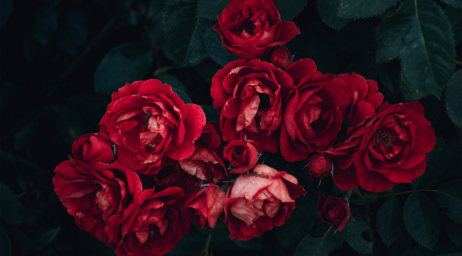 Red and White roses in front of leaves at FurHaven Pet Products