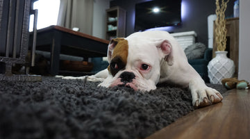 A sad looking bulldog lying on a black carpet at FurHaven Pet Products