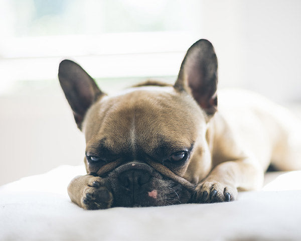 A small brown bulldog lying on a white cushion at FurHaven Pet Products