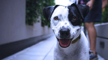 A smiling, spotted dog, looking at the camera happily. A human nearby is holding the leash for this dog, at FurHaven Pet Products 