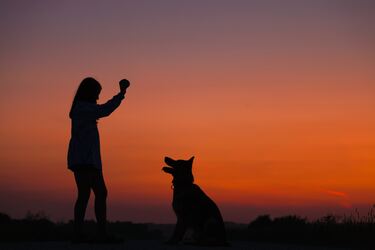 Dogs and Chewing their Beds